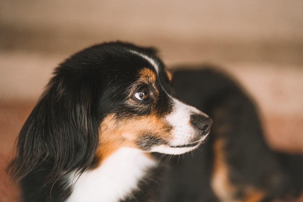Tierfotograf-siegen-tiershooting-hundeshooting-hundefotos Tiershooting indoor zu Hause