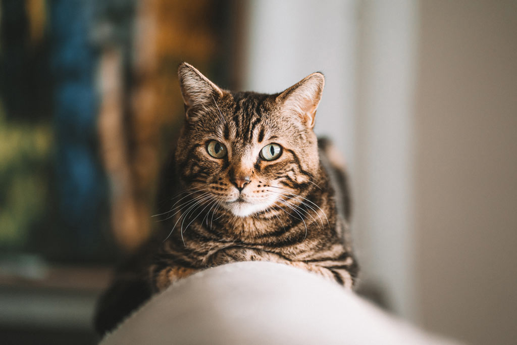 fotograf-siegen-katzenshooting-katze