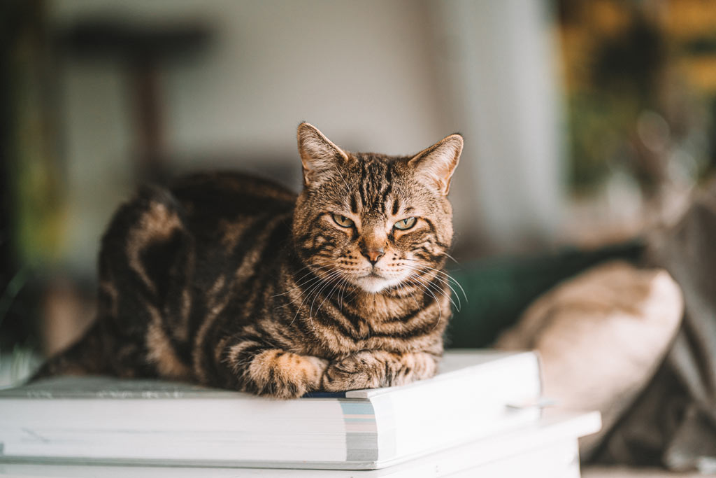 Katzenshooting Siegen Tierfotoshooting indoor