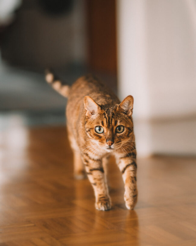 Fotoshooting Katzen in Siegen