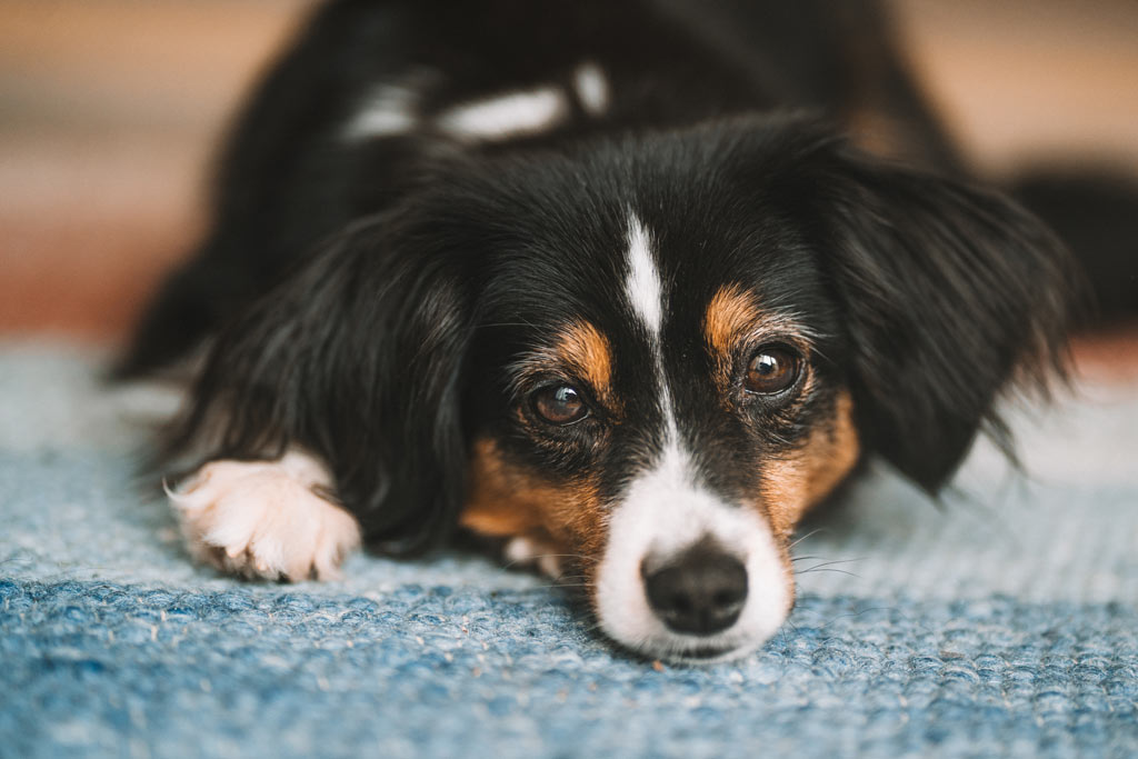 tierfotografie-siegen-hundeshooting-indoor-tierportrait Australian Shepherd Fotoshooting mit Hund in Siegen