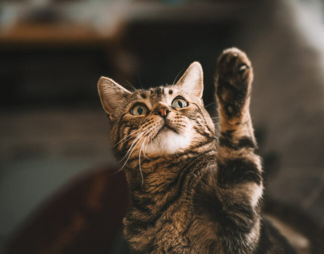 Fotos von deinen Katzen bei dir zu Hause Fotoshooting Siegen