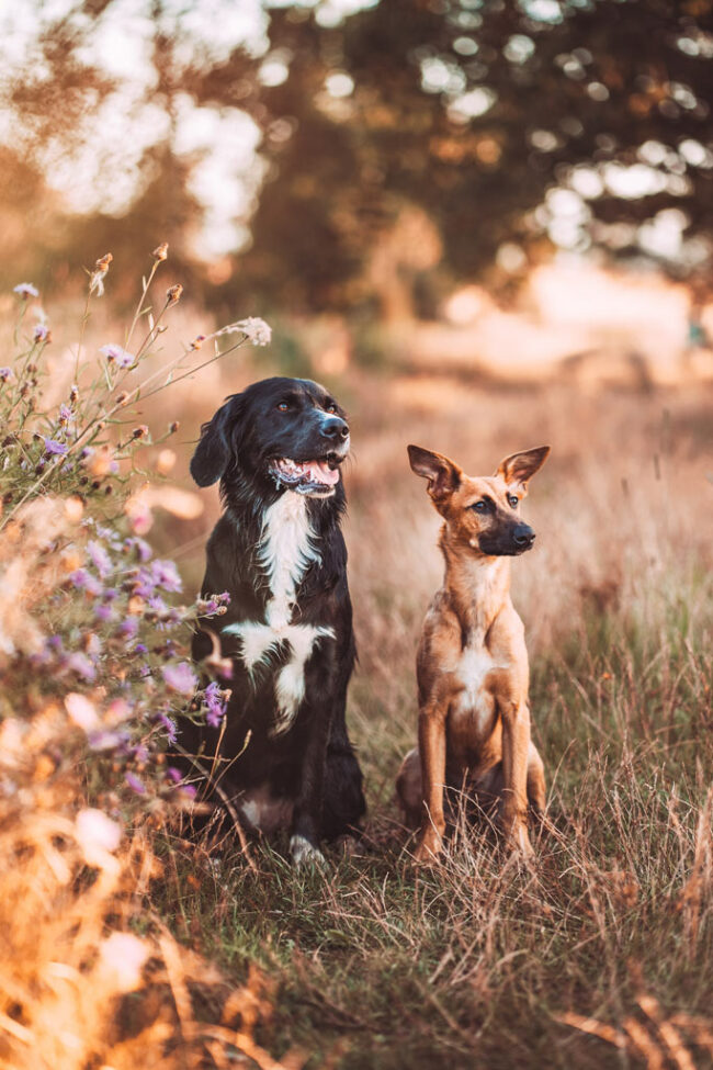 Fotoshooting mit Hunden Hundeshooting in Siegen