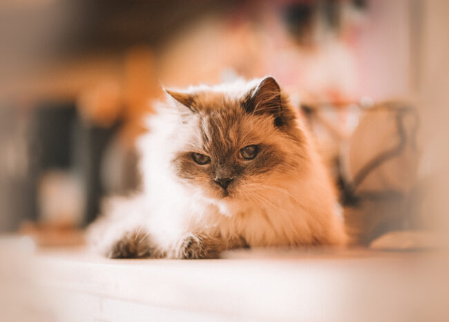 Fotoshooting in der Wohnung mit Katze