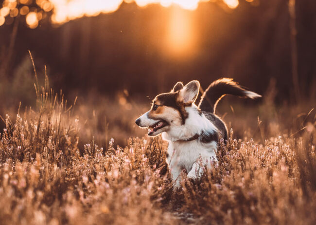 Fotograf in Siegen Fotoshooting mit Corgi Hund