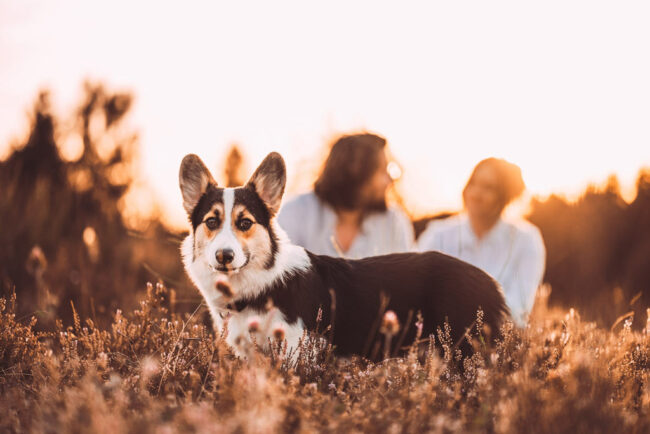 Fotograf in Siegen Fotoshooting mit Hund