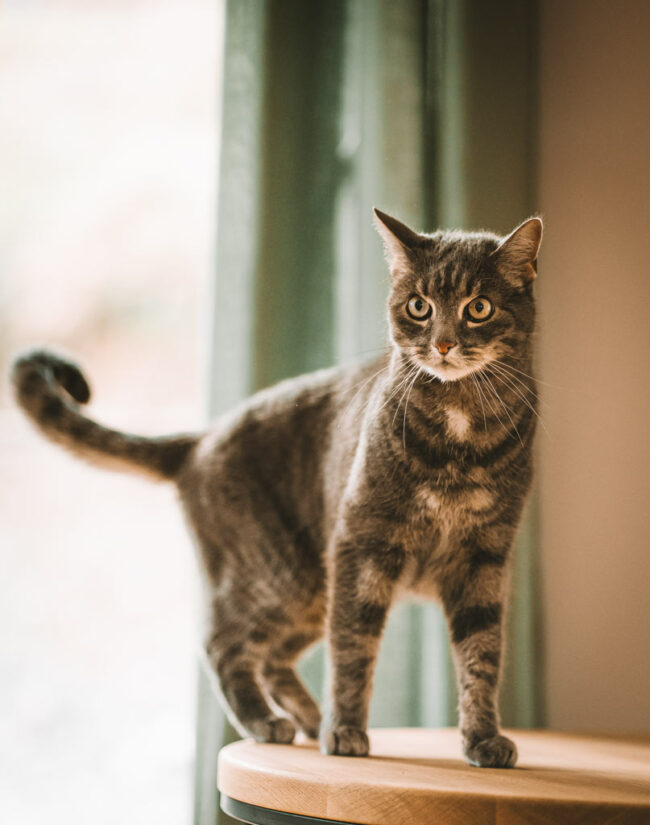 Fotoshooting mit Katzen in Siegen