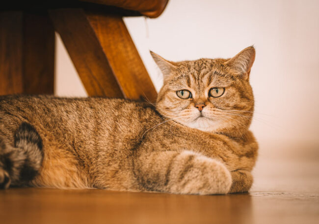 Britisch Kurzhaar Katze Fotoshooting