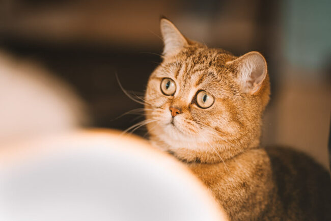 Katzenportrait in deiner Wohnung zu Hause