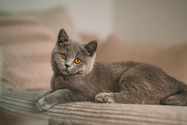 Katzenfotografie in Siegen Fotograf