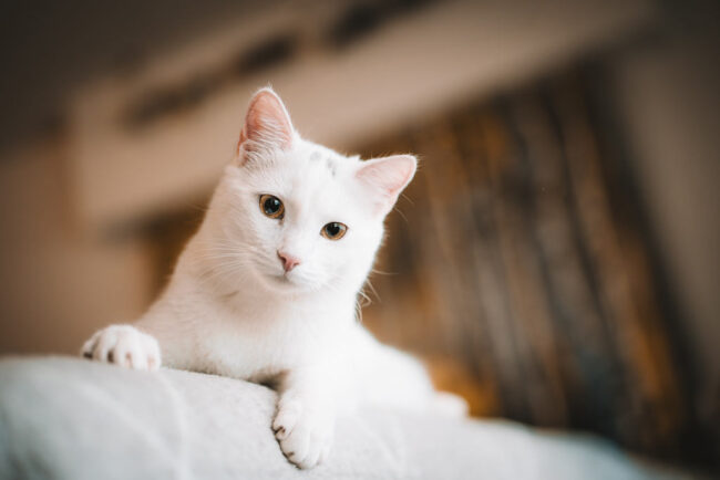 Fotoshooting mit Tieren