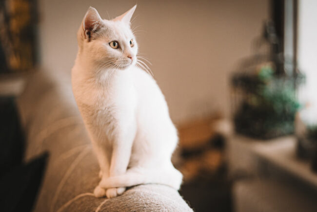 Katzenfotografie in Siegen
