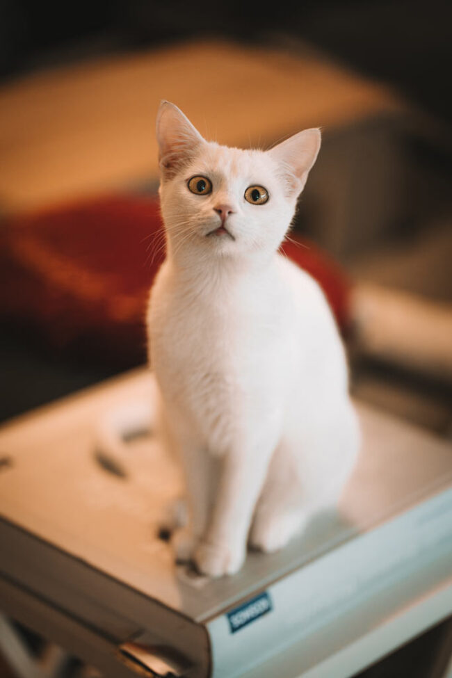 Fotografin in Siegen mit Katzenshooting