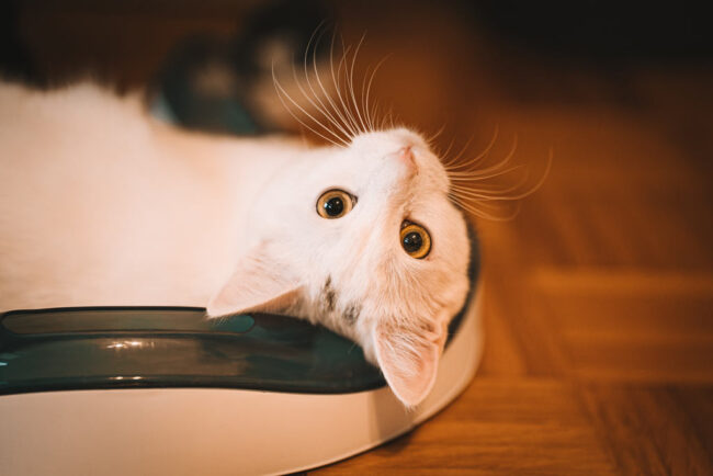 Katzenfotografie in Siegen
