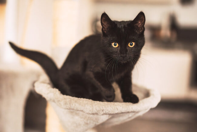 Katzenshooting Fotografie in Siegen