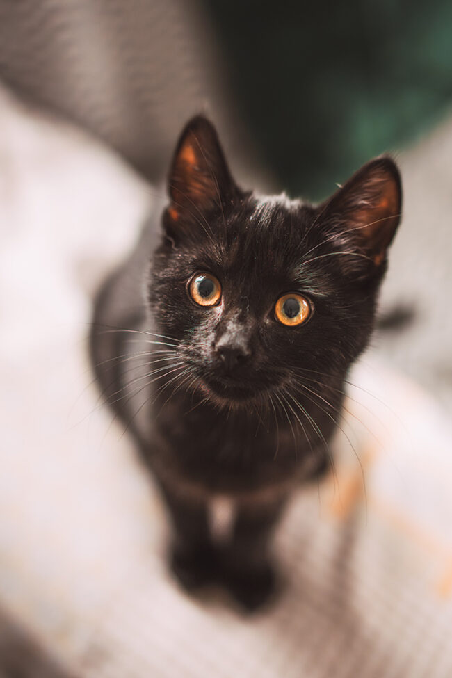 Katzenfotos zu Hause