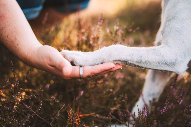 Tierfotografie in Siegen mit Hund