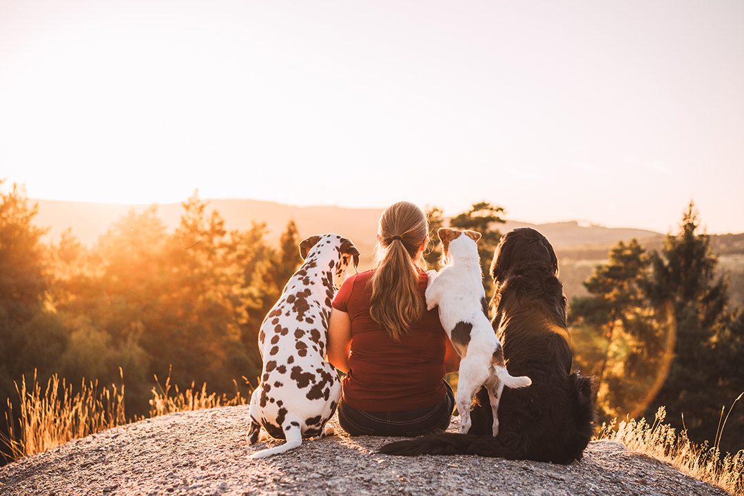 Hundefotografie in Siegen