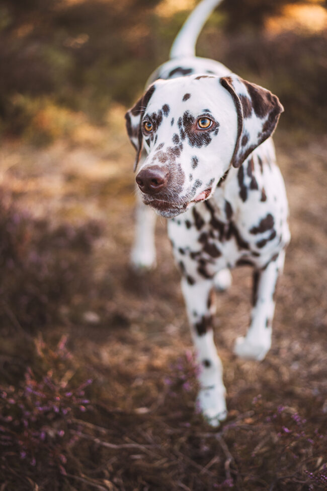 Fotograf in Siegen mit Hund Hundeshooting