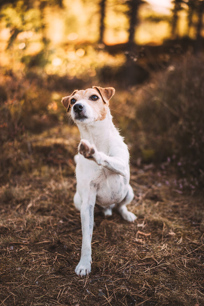 Hundeshooting in Siegen