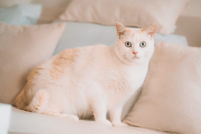 Tierfotografie in Siegen Katzenshooting
